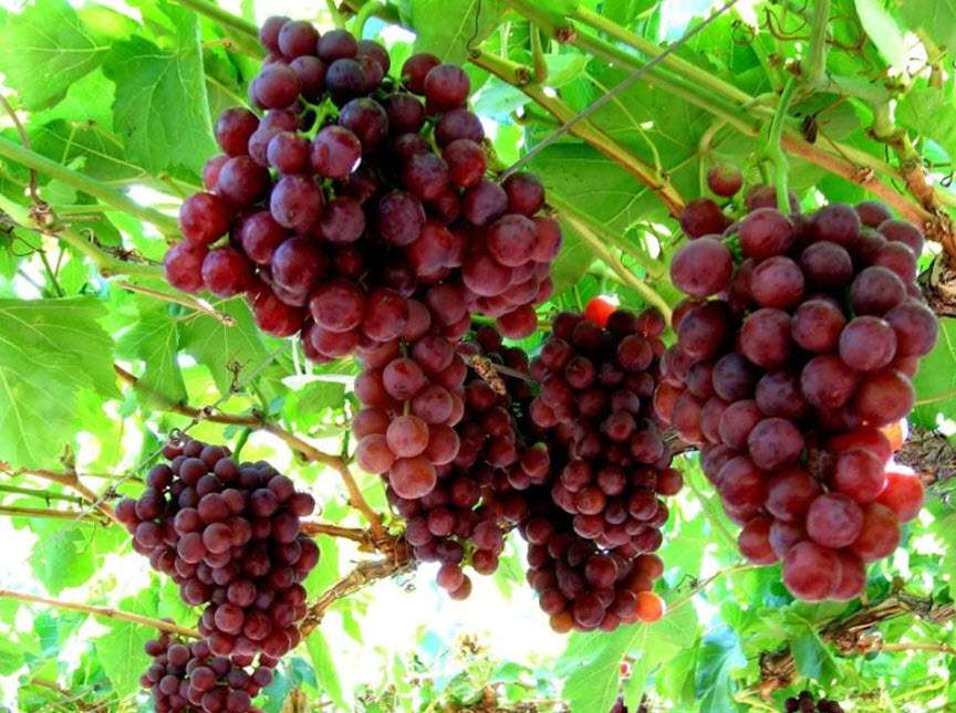 Flame Seedless Grapes Growing 