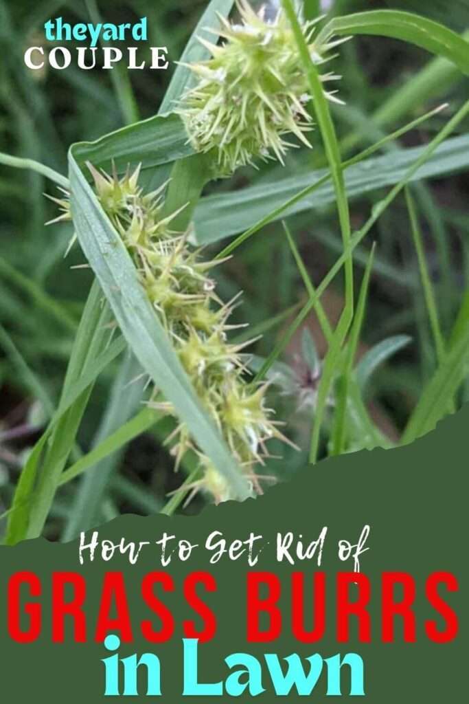 How to Get Rid of Grass Burrs