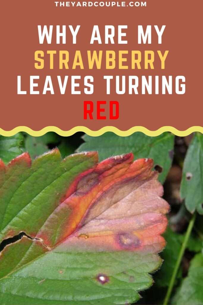 why are my strawberry leaves turning red