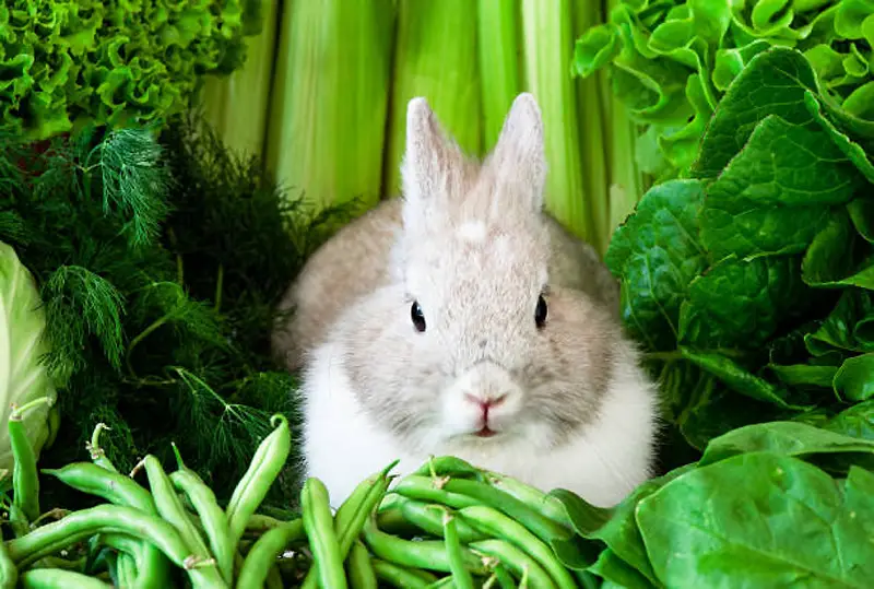 Can Bunnies Have Spinach