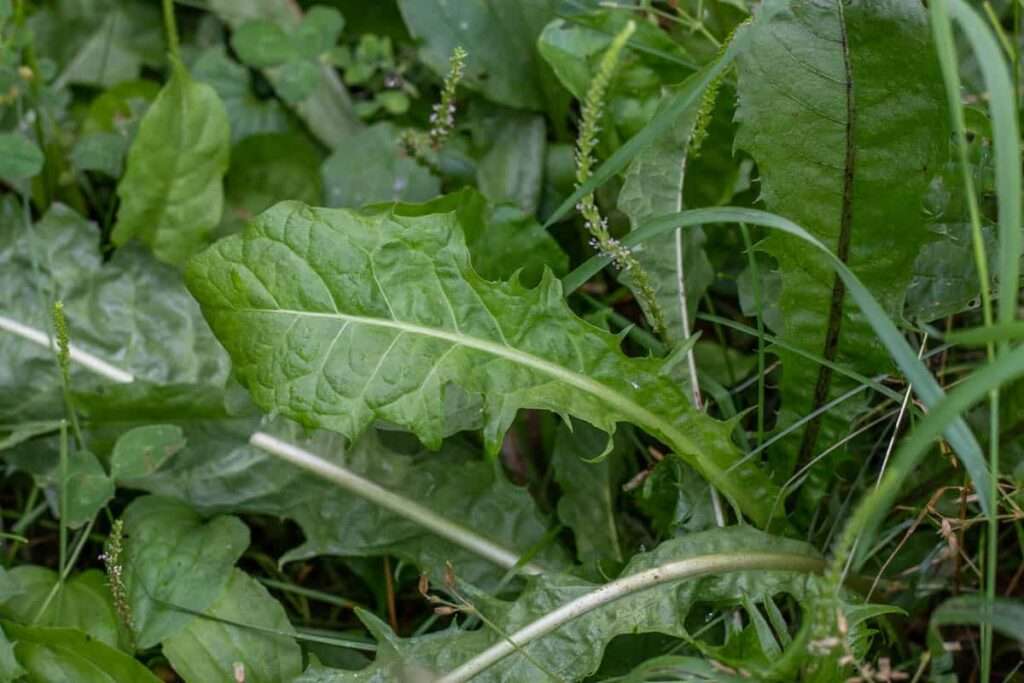 Can Bunnies Have Spinach