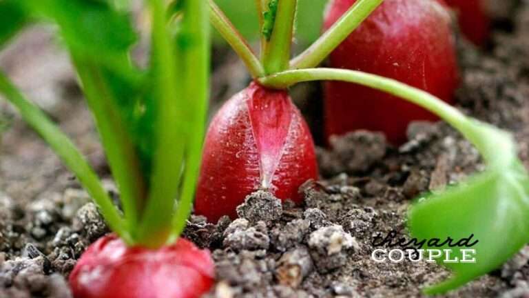 Winter Radish