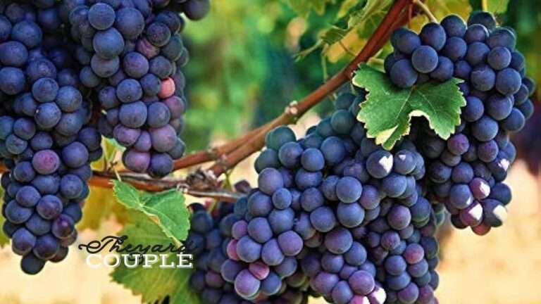 Flame Seedless Grapes Growing