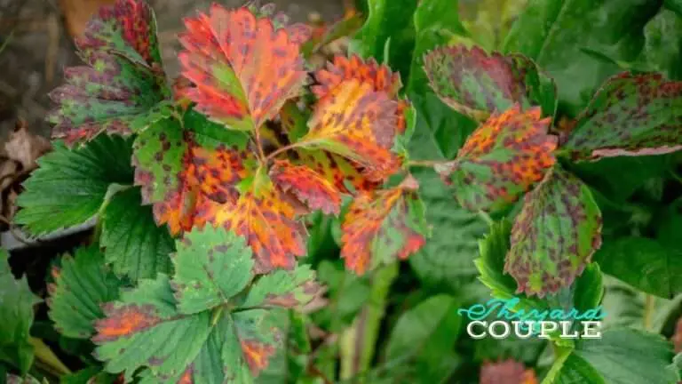 why are my strawberry leaves turning red