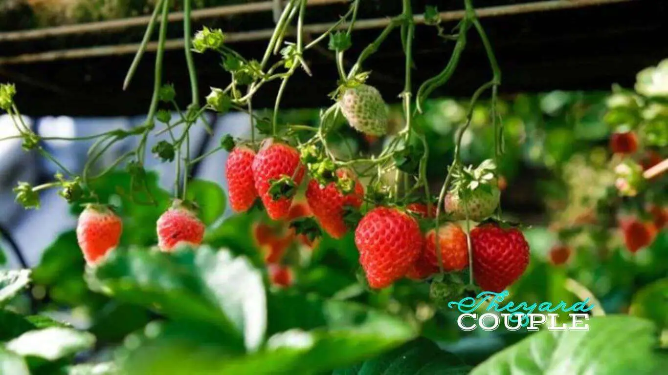 How many strawberry plants per square foot