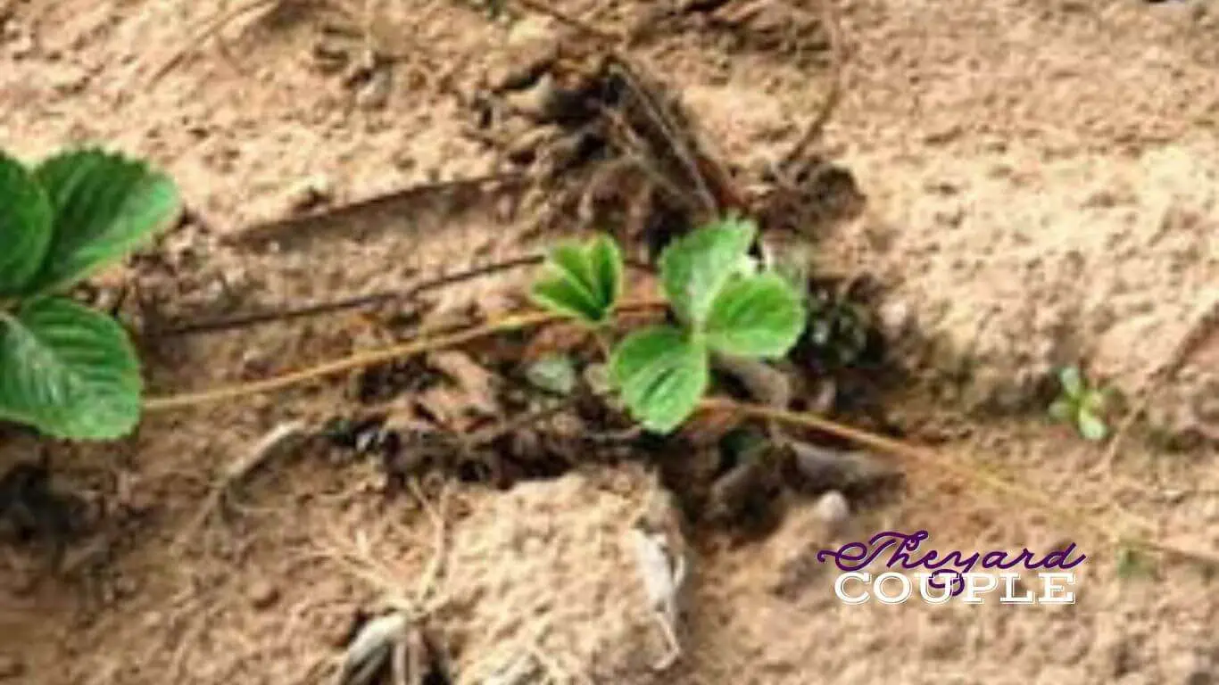 Strawberry Plant Wilting