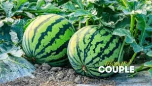 How to grow watermelon
