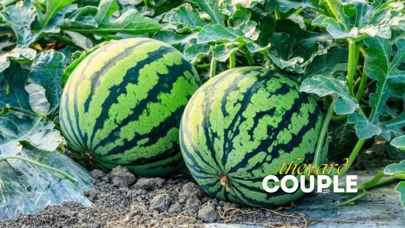 How to grow watermelon