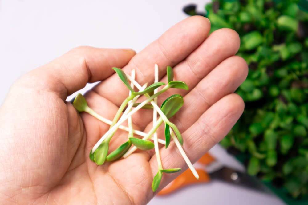 How Much Microgreens to Eat Per Day