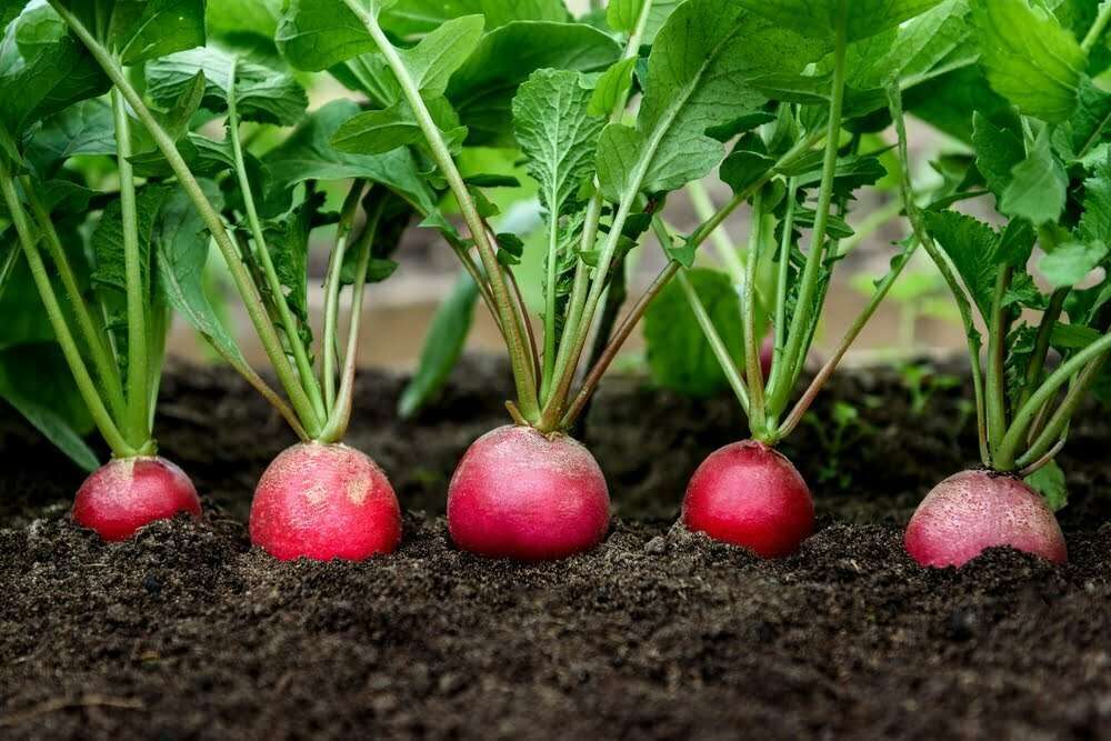 easy vegetables for kids to grow