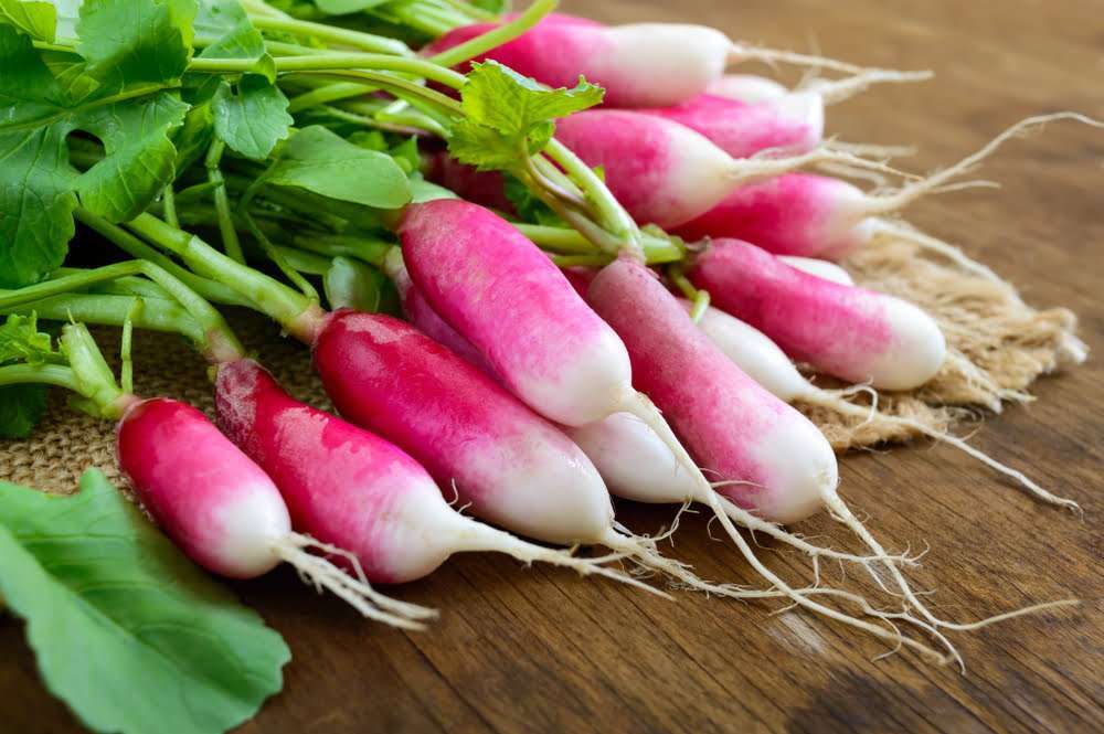 Daikon Radish Microgreens