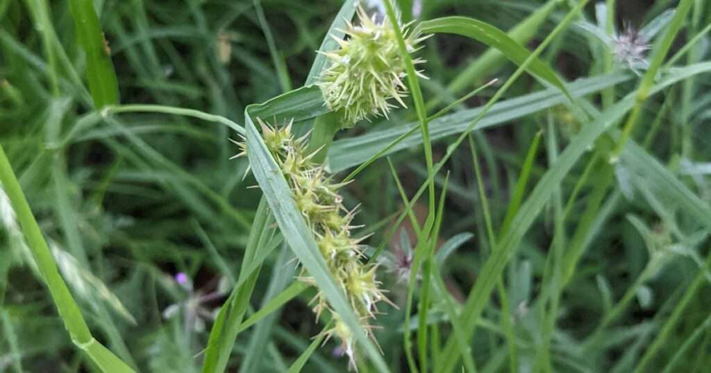 how to get rid of grass burrs 