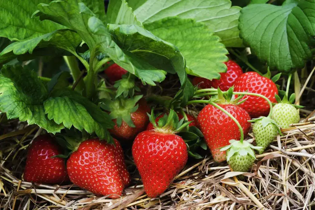 How Many Strawberry Plants Per Square Foot