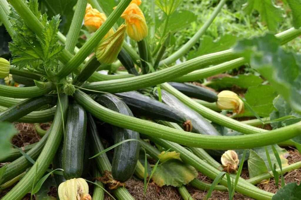 How Many Zucchini Plants Per Square Foot?