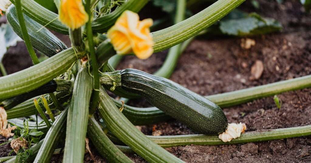 How Many Zucchini Plants Per Square Foot?