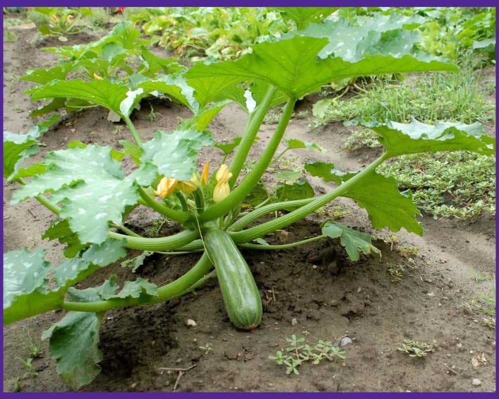 How Many Zucchini Plants Per Square Foot