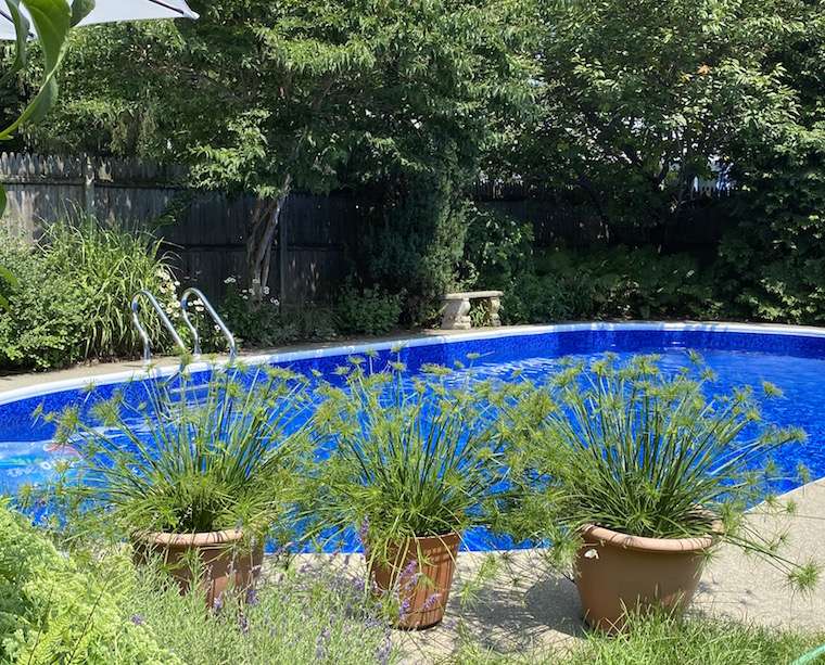 plants for around the pool landscaping ideas