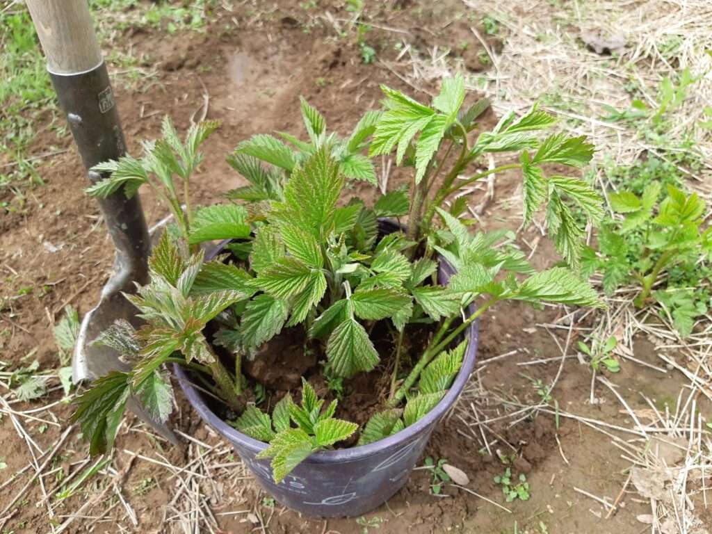 How to Plant Raspberries from Seeds