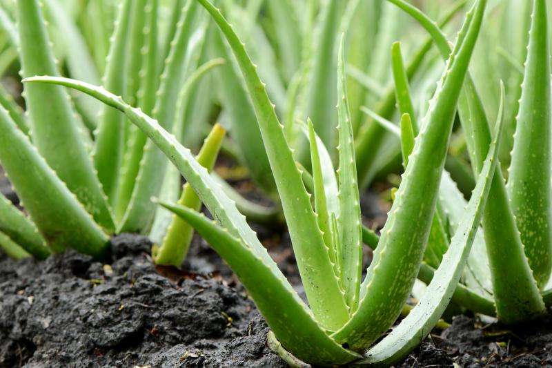 Plants for Around the Pool