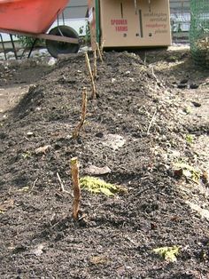 when to plant raspberries