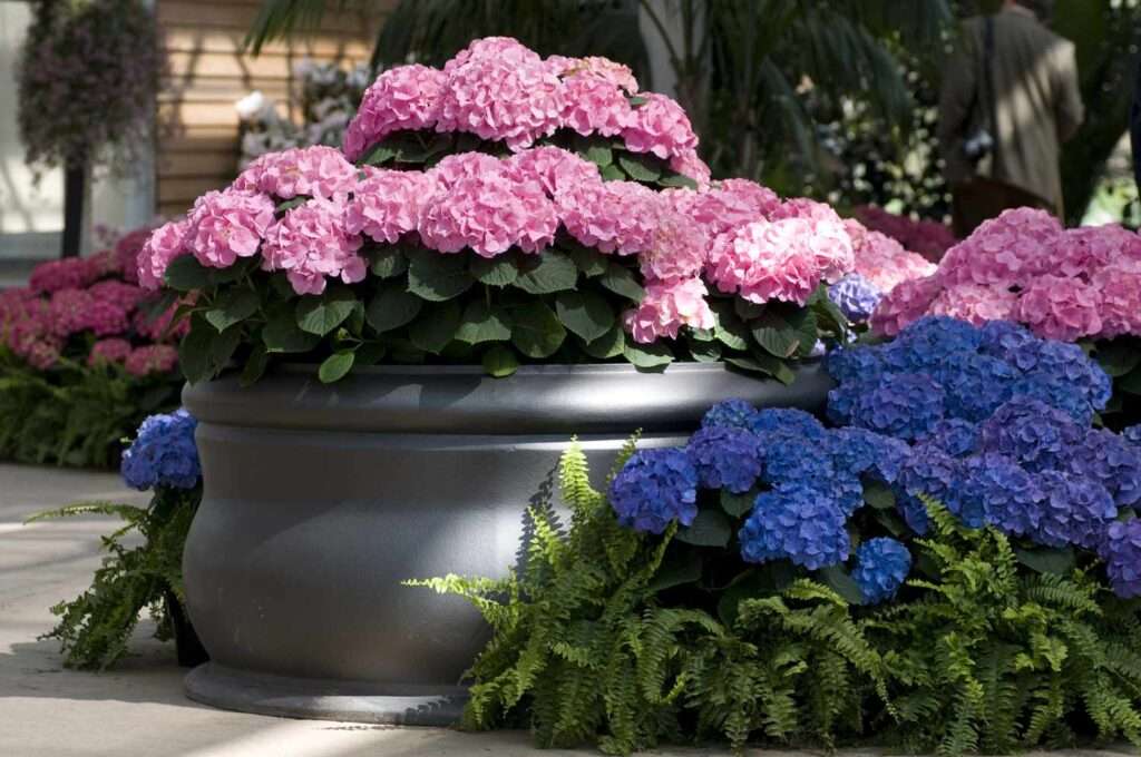 Hydrangea Landscaping Ideas