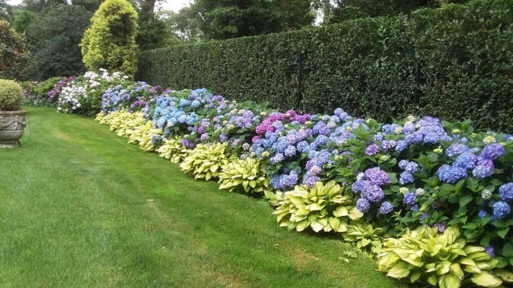 Hydrangea Landscaping Ideas