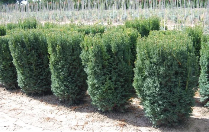 tall thin evergreen trees