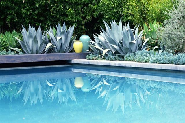 Plants for Around the Pool