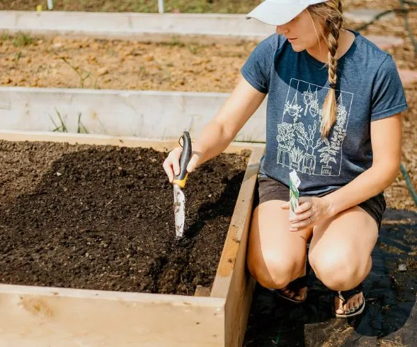 When to Plant Raspberries