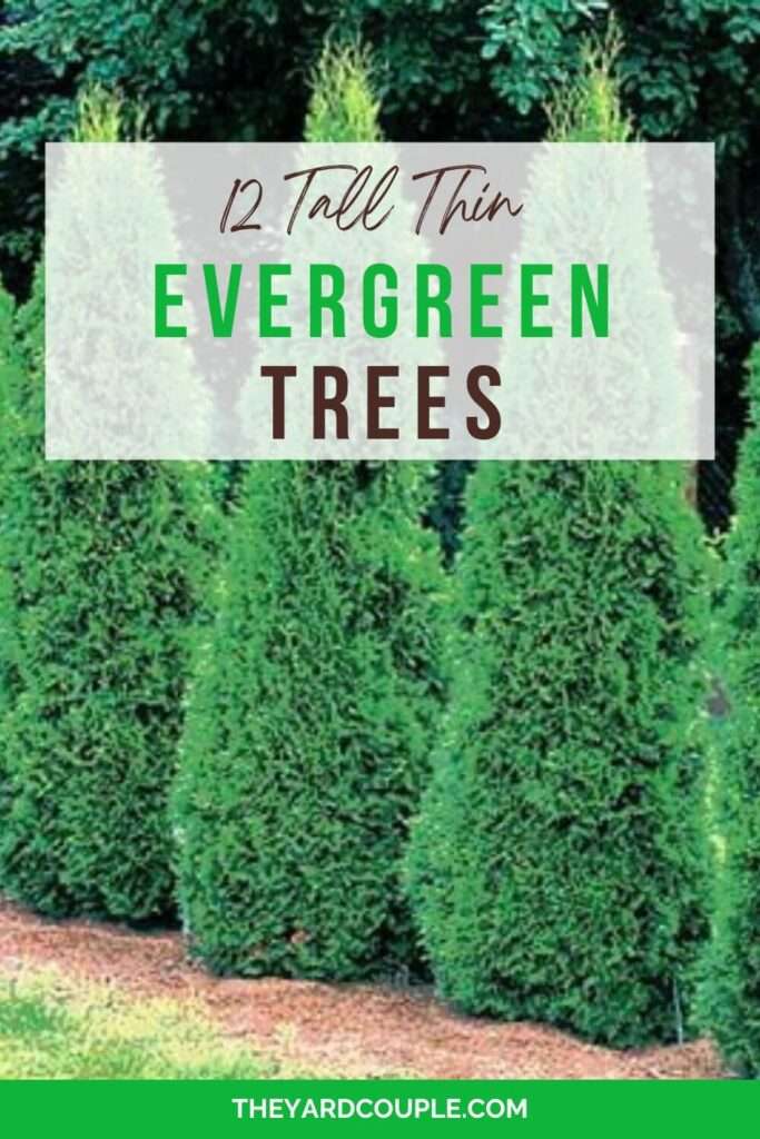 Tall Thin Evergreen Trees