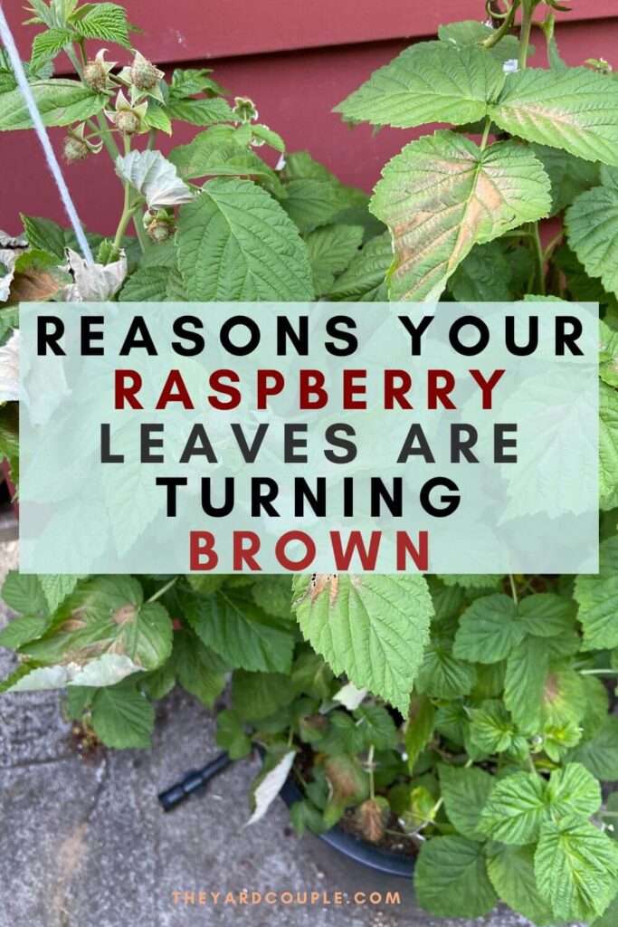 Raspberry Leaves Turning Brown