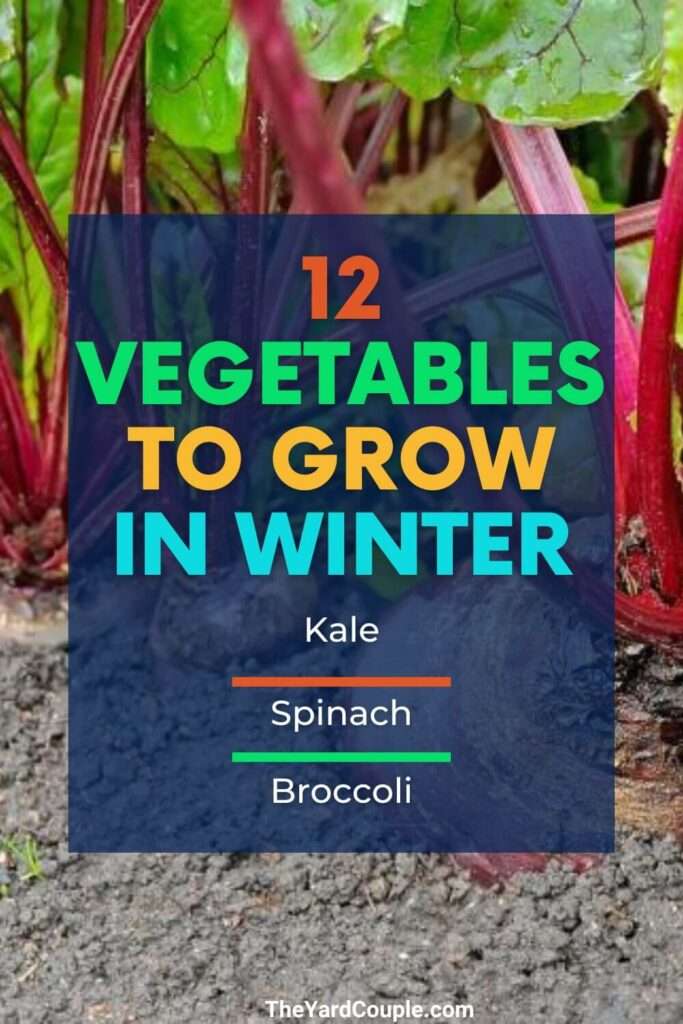 vegetables to grow in winter