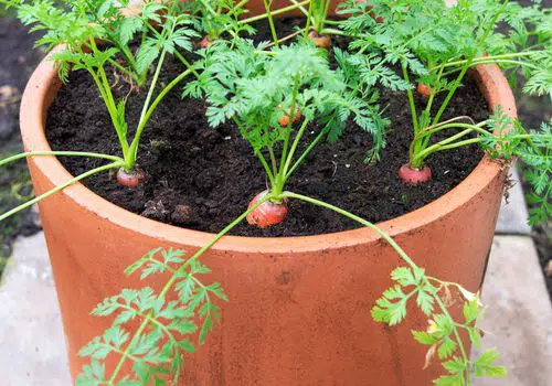 easiest vegetables to grow for beginners