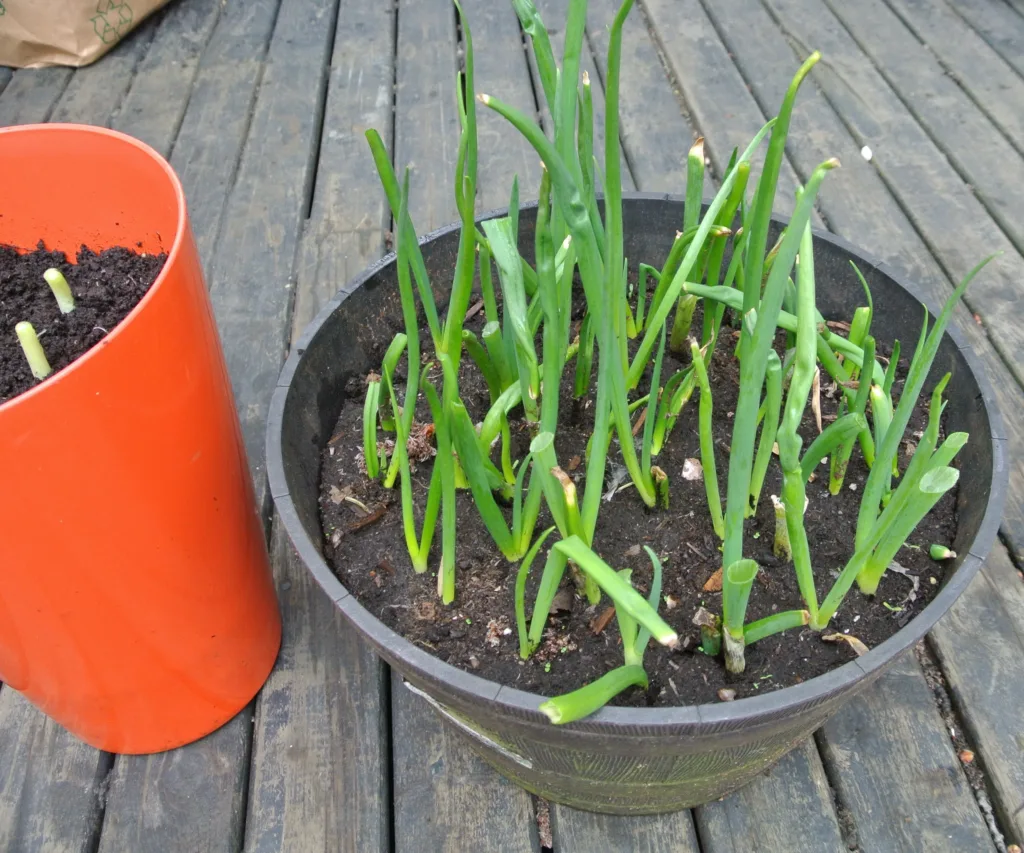 easiest vegetables to grow in containers