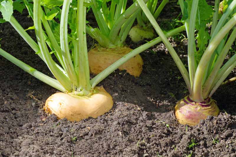 easy winter vegetables to grow 