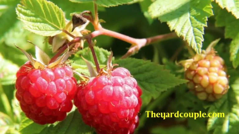 when to plant raspberries