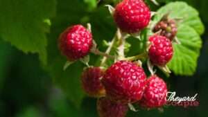 How to Plant Raspberries from Seeds