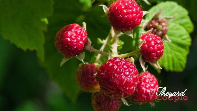 How to Plant Raspberries from Seeds