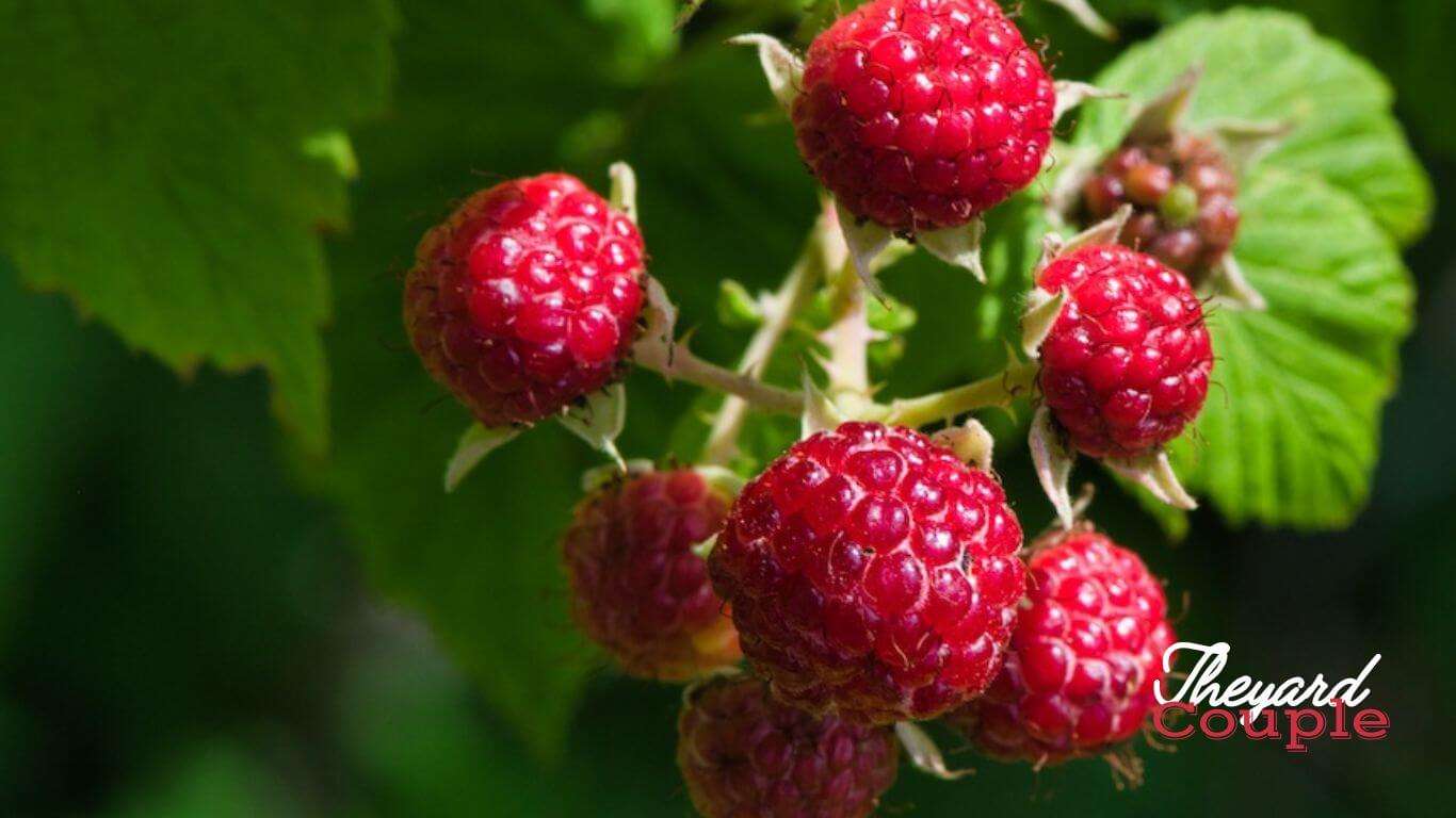 How to Plant Raspberries from Seeds