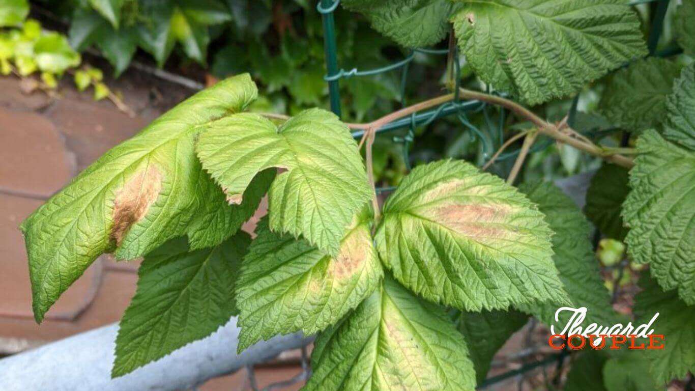 raspberry leaves turning brown