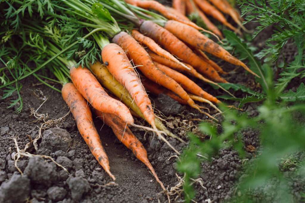 vegetables to grow in winter