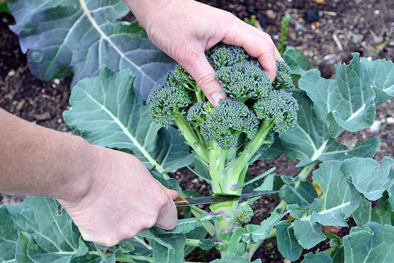 vegetables to grow in winter