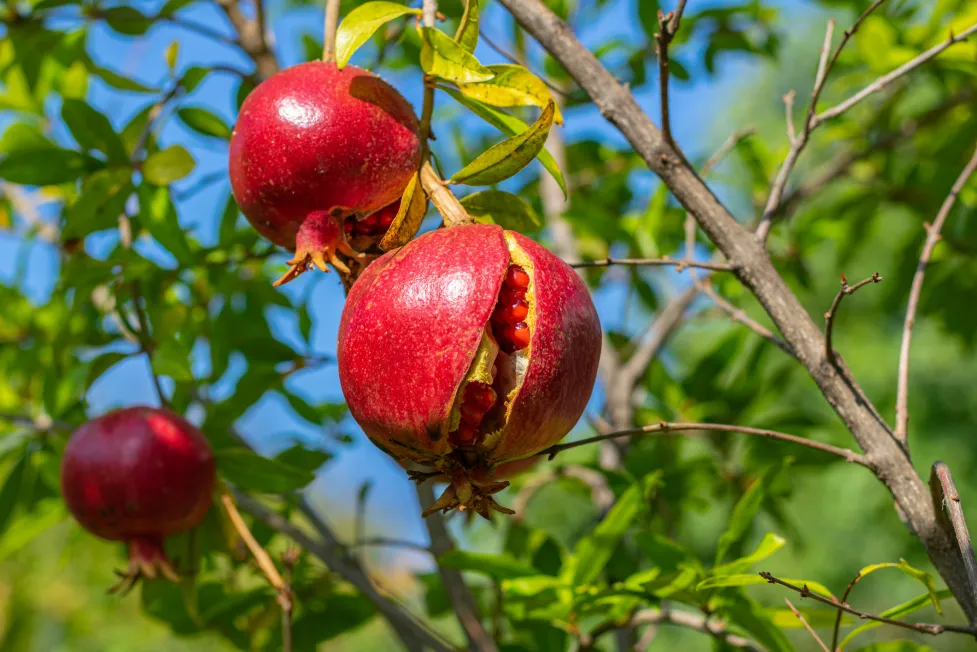 Easy to Grow Fruits in Pots