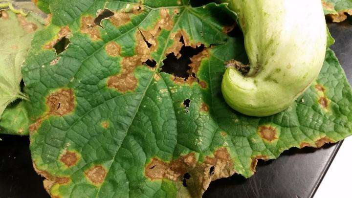 Raspberry Leaves Turning Brown