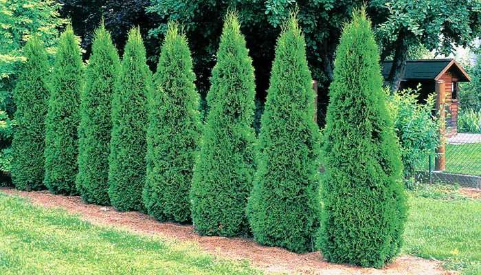 tall thin evergreen trees