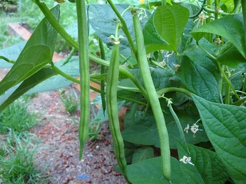 Easy Vegetables for Kids to Grow