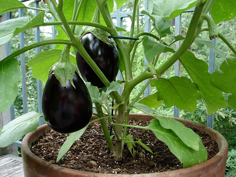 easiest vegetables to grow in containers