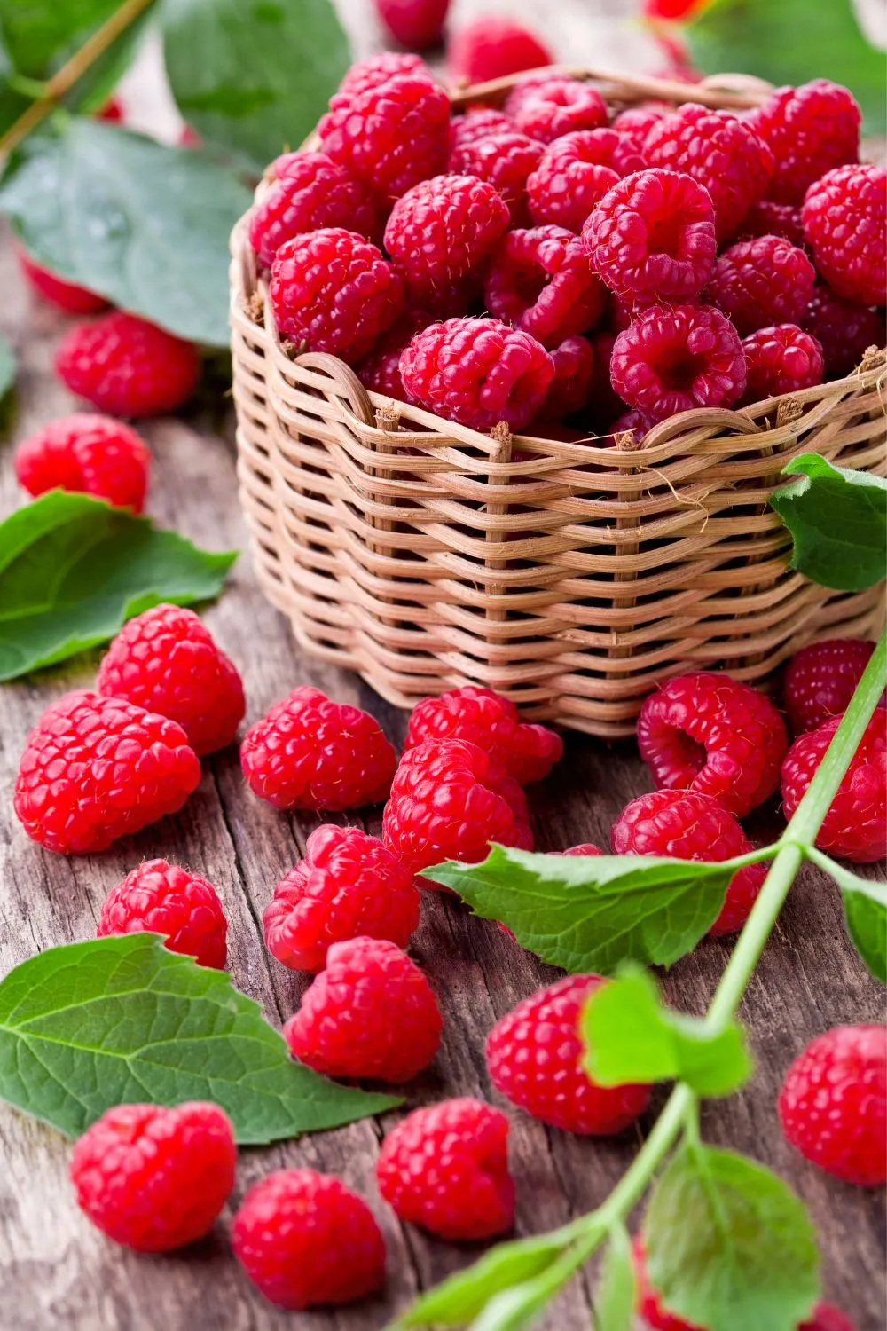 when to plant raspberries