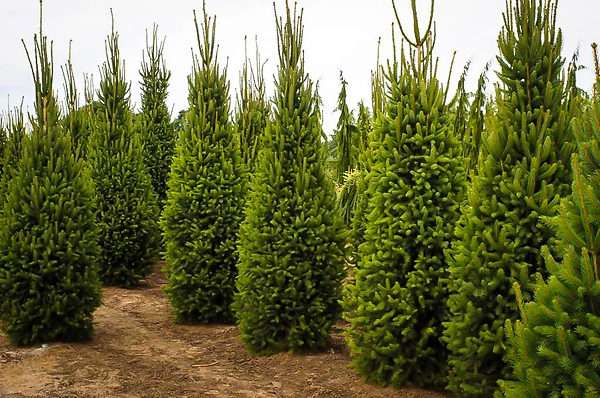 tall thin evergreen trees