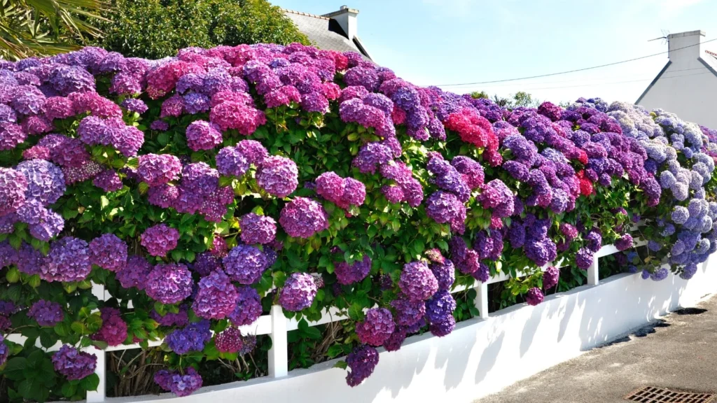 best plants to plant along fence